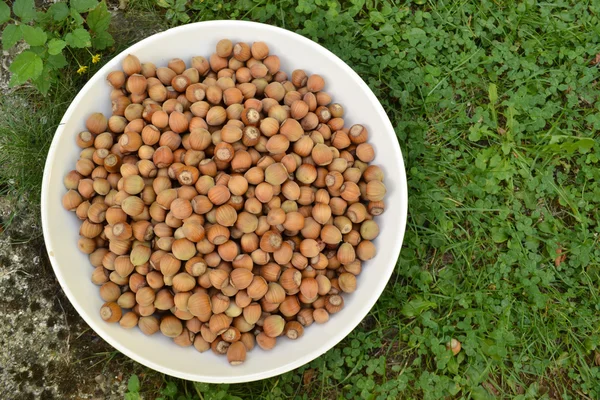 Hazelnuts in the garden — Stock Photo, Image