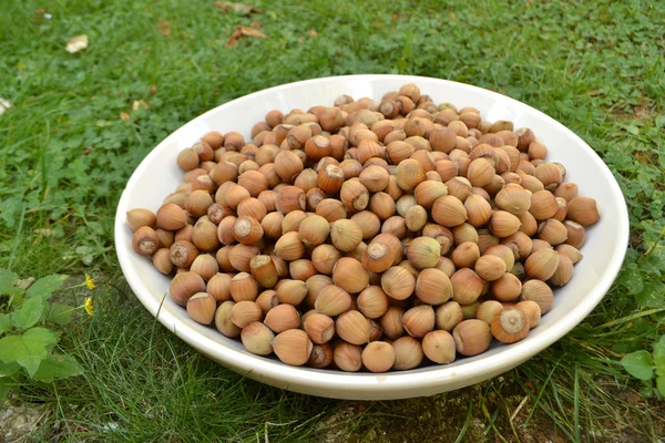 Hazelnuts in white bowl — Stock Photo, Image