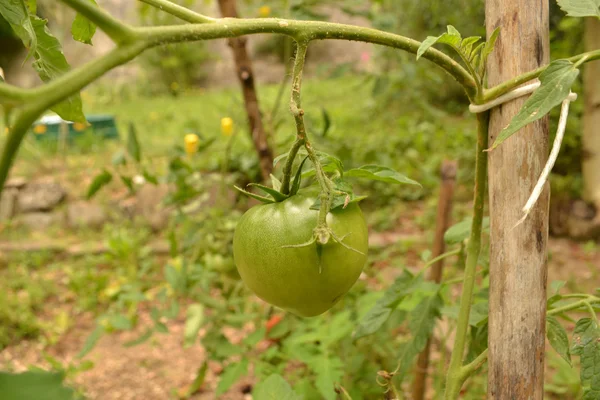 Grande tomate verte — Photo