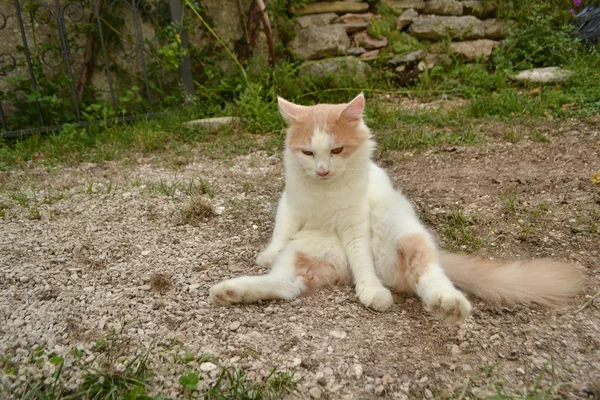 Yoga yaparken kedi — Stok fotoğraf