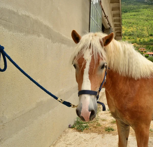 Haflinger. — Fotografia de Stock