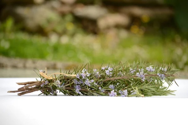 Flowering rosemary — Stock Photo, Image