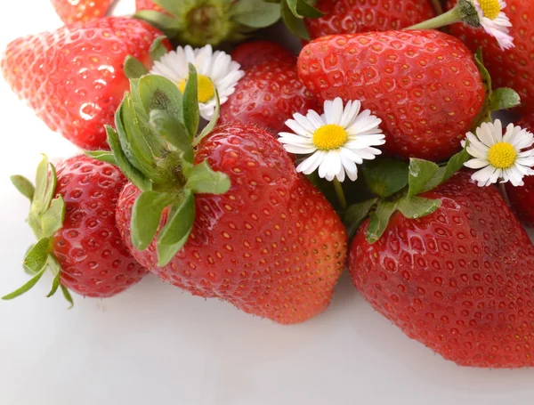 Fresas con margarita — Foto de Stock