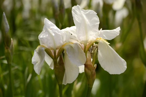 Iris blanco — Foto de Stock