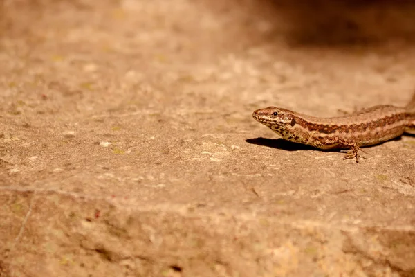 Lagarto de areia — Fotografia de Stock