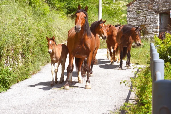 Grupo de caballos con potro — Foto de Stock