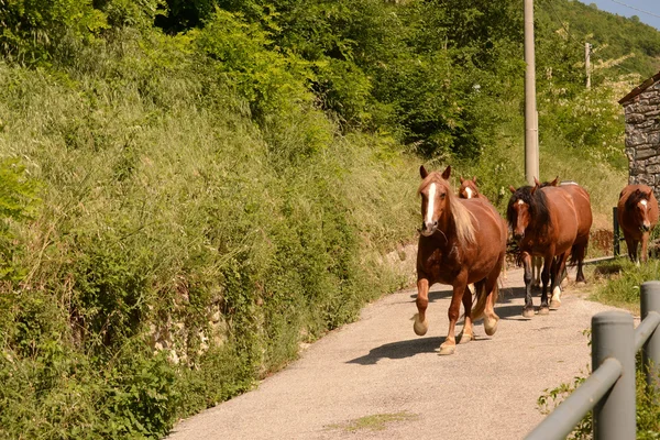 Группа лошадей — стоковое фото