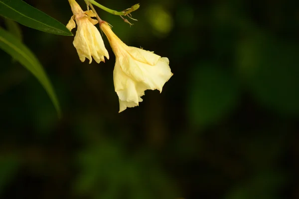 Flor de olivo — Foto de Stock