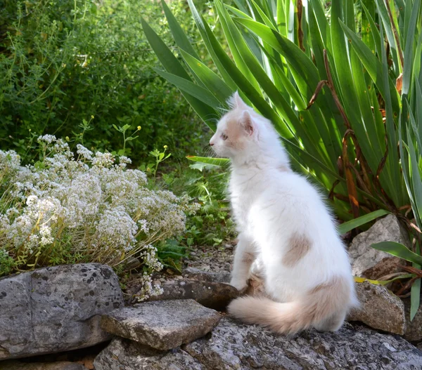 젊은 고양이 — 스톡 사진
