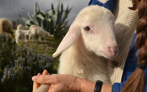 Newborn Lamb in nature — Stock Photo, Image