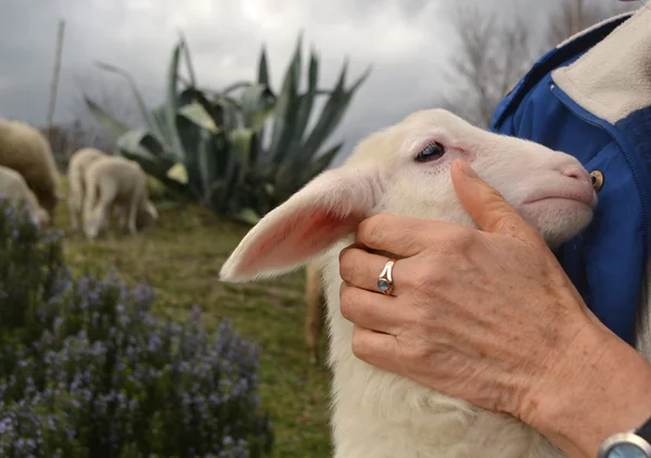 Newborn Lamb in nature — Stock Photo, Image