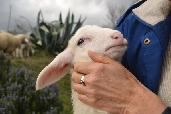 Newborn Lamb in nature — Stock Photo, Image