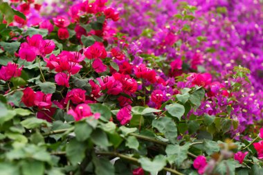 Zakkum çiçekleri geri