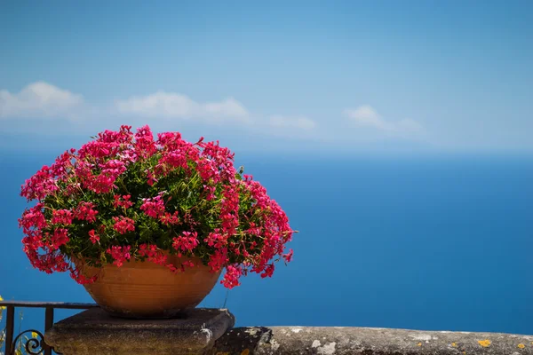 Flores cor-de-rosa e vista do pássaro-olho no mar — Fotografia de Stock