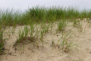 Edgartown, Massachusetts. Güney Sahili 'nde kumsalda yetişen American Beach Grass' in yakın görüntüsü kum tepeciklerinden çıkan kıyı bitkileri kümelerini gösteriyor.
