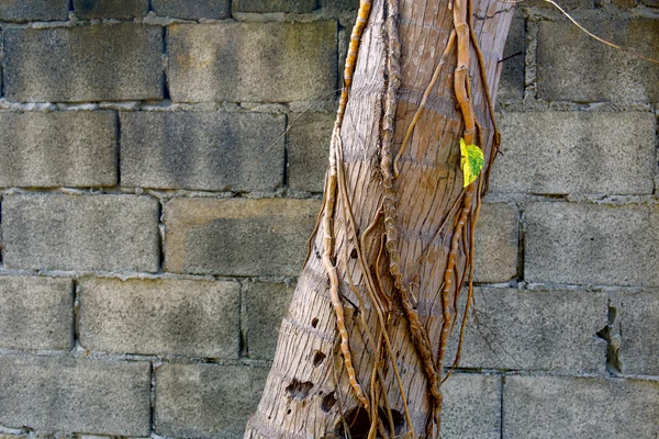 Абстрактное изображение пальм на фоне кирпичной стены — стоковое фото