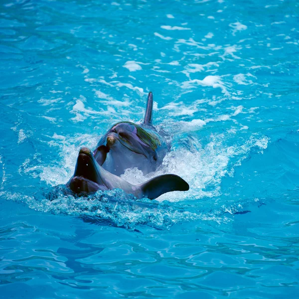 Two dolphins close up. Adler. — Stock Photo, Image