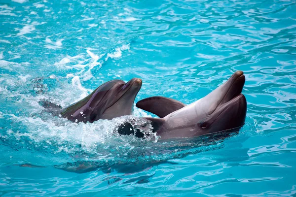 Two dolphins close up. Adler. — Stock Photo, Image