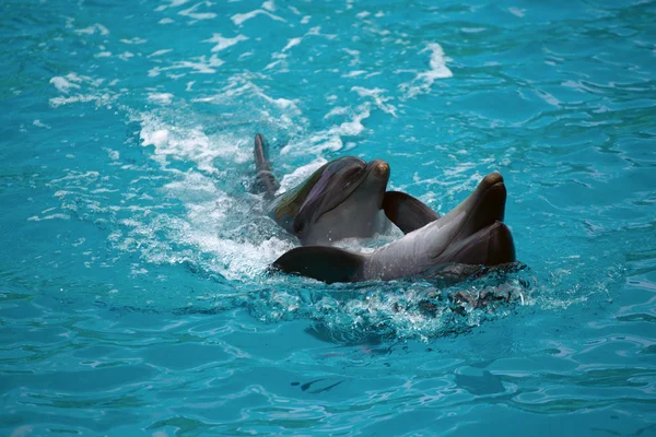 Dwa delfiny z bliska. Adler. — Zdjęcie stockowe