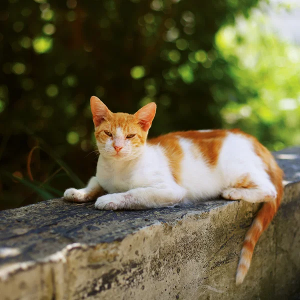 Outdoor photo of young cat — Stock Photo, Image