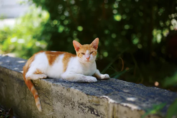 Jovem gato vermelho sentado tiro ao ar livre — Fotografia de Stock