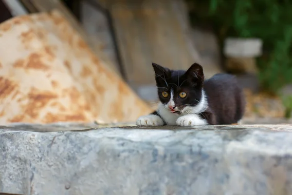 Cute baby kitten playing — Stock Photo, Image