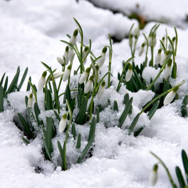 Karda kar yağışı var.