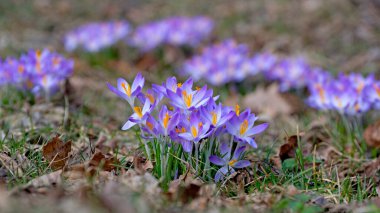 İlkbaharda açan mor kır çiçekleri