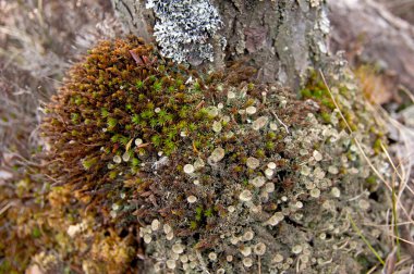 Ağaç gövdesinin altında üç çeşit yosun var. 