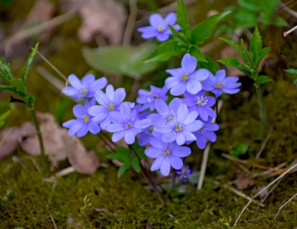 Close Blooming Flowers Liverwort Springtime Forest — Stock Photo, Image