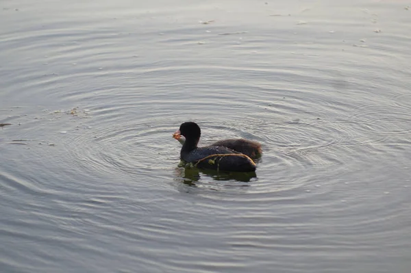 かわいい雛が湖を泳いでいます — ストック写真