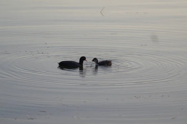 クートとアヒルの子は湖で泳ぎ — ストック写真