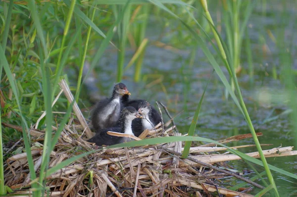 One Month Old Europe Coot Chicks Nest Reed — Stockfoto