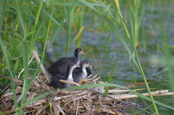 Ein Monat Alte Blässhuhn Küken Auf Einem Nest Schilf — Stockfoto