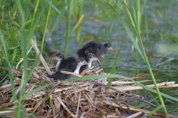 One Month Old Europe Coot Chicks Nest Reed — Stok fotoğraf