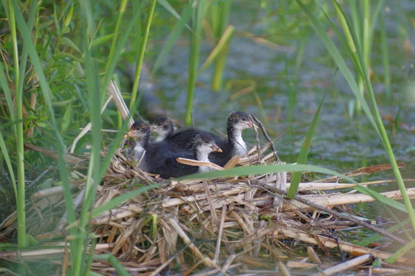 Ein Monat Alte Blässhuhn Küken Auf Einem Nest Schilf — Stockfoto