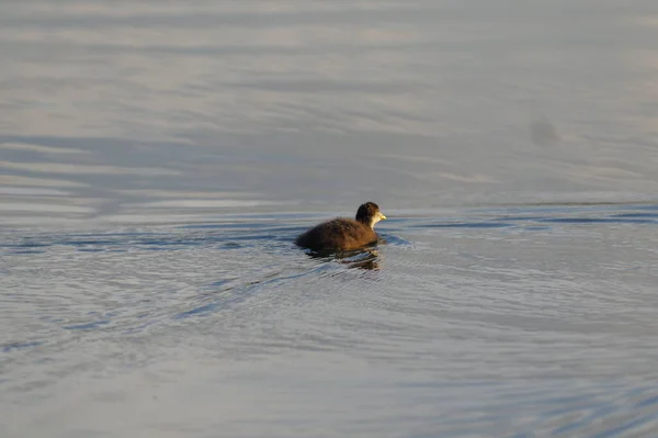 Koeienkuikens Zwemmen Het Meer — Stockfoto