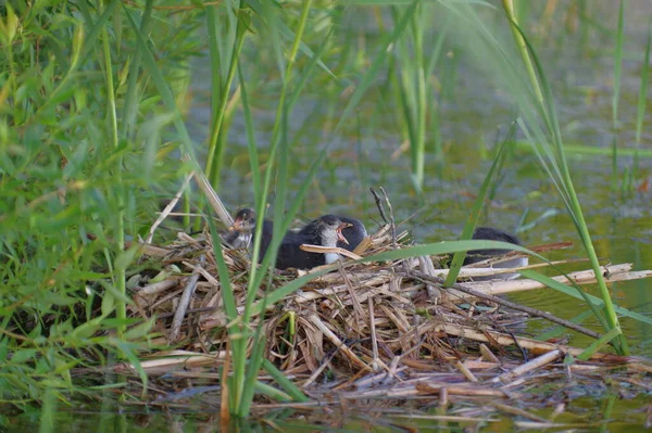 Ein Monat Alte Blässhuhn Küken Auf Einem Nest Schilf — Stockfoto