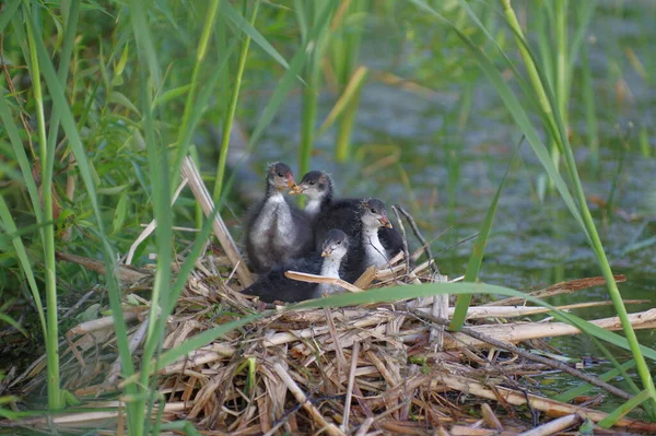 Ein Monat Alte Blässhuhn Küken Auf Einem Nest Schilf — Stockfoto