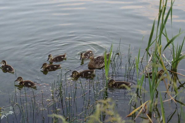 Stockente Und Gelbbraune Entchen Schwimmen Auf Dem Wasser — Stockfoto