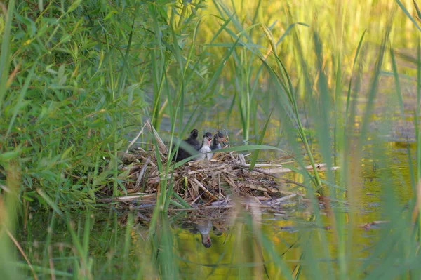 One Month Old Europe Coot Chicks Nest Reed — Stok fotoğraf