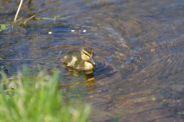 Jeune Canard Brun Jaune Nageant Sur Eau — Photo