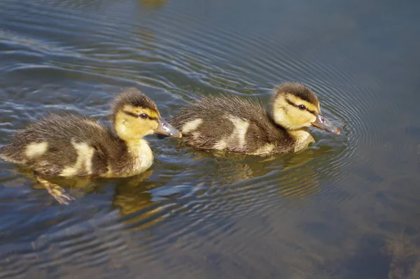 Zwei Junge Gelbbraune Entchen Schwimmen Auf Dem Wasser — Stockfoto