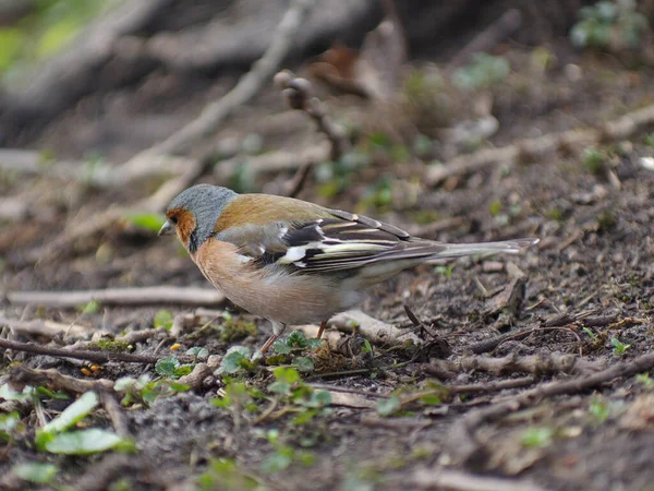 Roselin Dans Parc Sur Fond Herbe Printanière — Photo