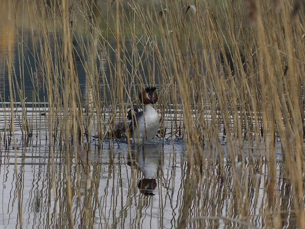 Paarungsspiele Zweier Haubentaucher Auf Einem Nest Schilf Wasservogel Podiceps Cristatus — Stockfoto