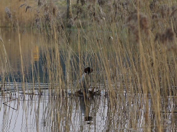 Jogos Acasalamento Dois Grandes Crested Grebe Ninho Uma Cana Aves — Fotografia de Stock