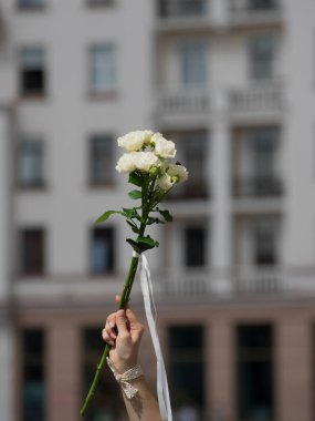 Woman hand holding white eustoma with white ribbon on blurred background. Belarusian peaceful protest after presidential elections in Minsk, Belarus