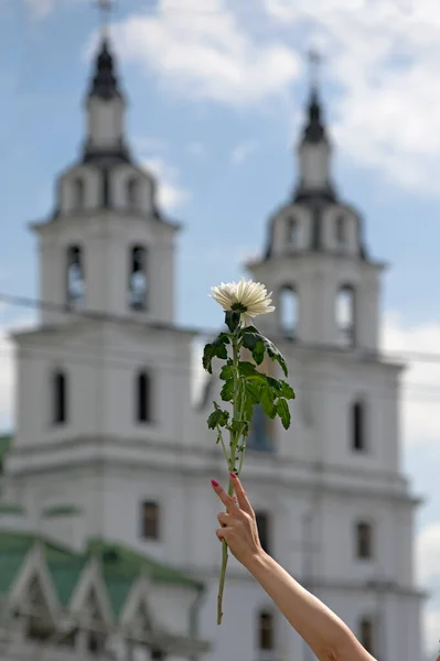 White flower in hand on the background of a church. Belarusian peaceful protest after presidential elections in Minsk, Belarus