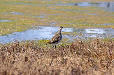 Bataklığın kenarında yakın plan bir çulluk. Tringa glareola küçük bir balıkçıl. Parlak bahar ve güneşli renkler - mavi, açık yeşil, sarı.