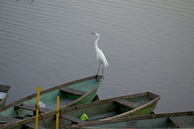 Akşam alacakaranlıkta nehirde Büyük Egret soldaki tahta iskeleye demirlemiş üç ahşap yeşil tekneden birinin pruvasında duruyor.